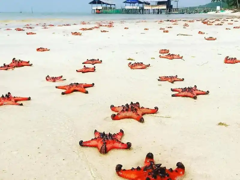 Rach Vem Starfish Beach Tour